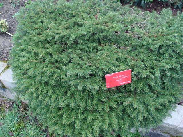 Picea abies 'Repens' P12
